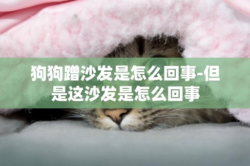 狗狗蹭沙發是怎么回事-但是這沙發是怎么回事