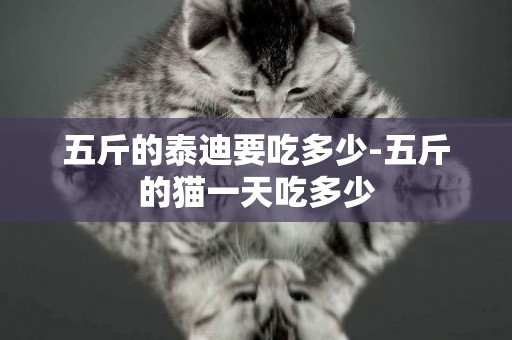五斤的泰迪要吃多少-五斤的貓一天吃多少
