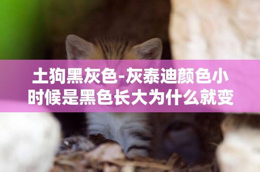 土狗黑灰色-灰泰迪顏色小時候是黑色長大為什么就變成灰色了