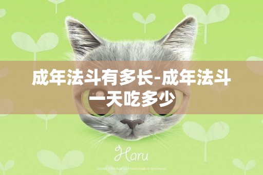 成年法斗有多長-成年法斗一天吃多少