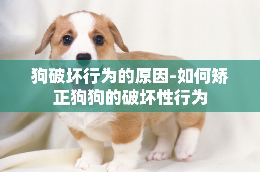 狗破壞行為的原因-如何矯正狗狗的破壞性行為