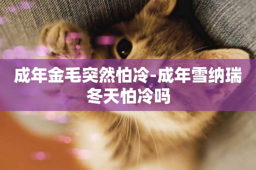 成年金毛突然怕冷-成年雪納瑞冬天怕冷嗎