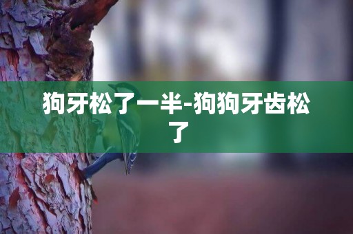 狗牙松了一半-狗狗牙齒松了