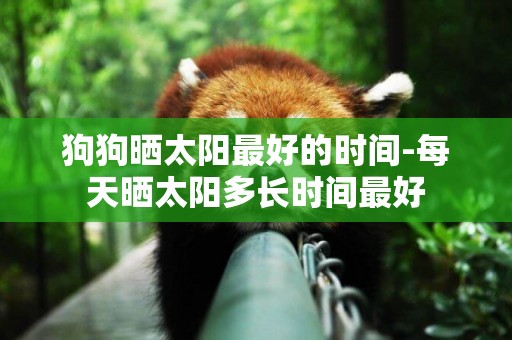 狗狗曬太陽最好的時間-每天曬太陽多長時間最好