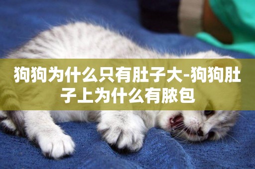 狗狗為什么只有肚子大-狗狗肚子上為什么有膿包