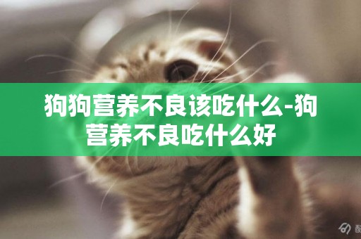 狗狗營養不良該吃什么-狗營養不良吃什么好