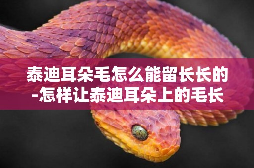 泰迪耳朵毛怎么能留長長的-怎樣讓泰迪耳朵上的毛長得快