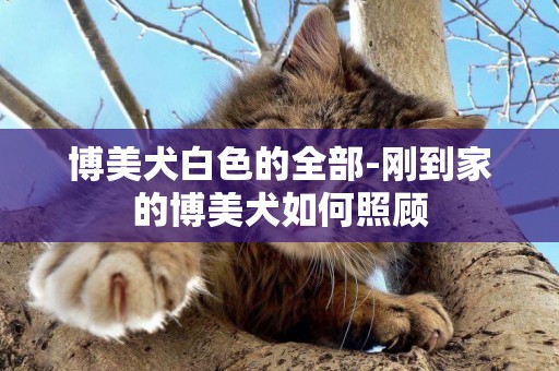 博美犬白色的全部-剛到家的博美犬如何照顧