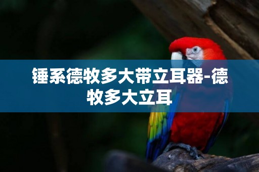 錘系德牧多大帶立耳器-德牧多大立耳