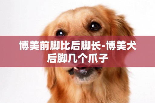 博美前腳比后腳長-博美犬后腳幾個爪子
