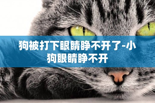 狗被打下眼睛睜不開了-小狗眼睛睜不開
