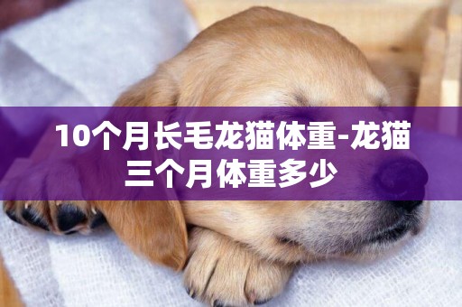 10個月長毛龍貓體重-龍貓三個月體重多少