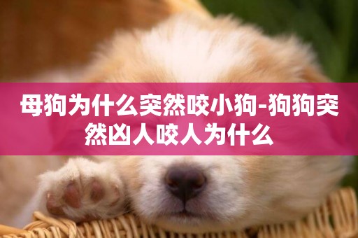 母狗為什么突然咬小狗-狗狗突然兇人咬人為什么