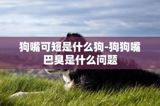 狗嘴可短是什么狗-狗狗嘴巴臭是什么問題