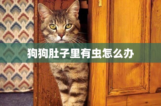 狗狗肚子里有蟲怎么辦