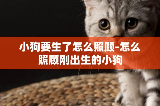 小狗要生了怎么照顧-怎么照顧剛出生的小狗