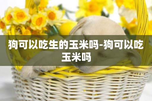 狗可以吃生的玉米嗎-狗可以吃玉米嗎