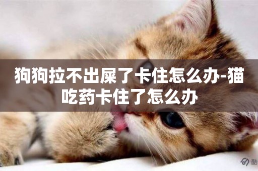 狗狗拉不出屎了卡住怎么辦-貓吃藥卡住了怎么辦