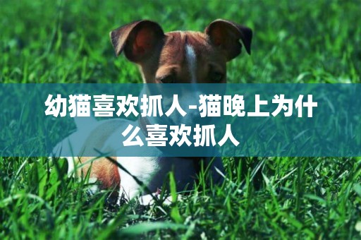 幼貓喜歡抓人-貓晚上為什么喜歡抓人