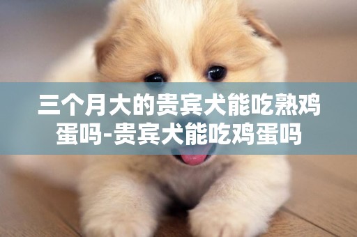 三個月大的貴賓犬能吃熟雞蛋嗎-貴賓犬能吃雞蛋嗎