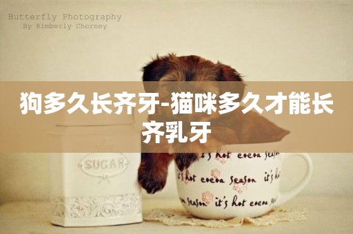 狗多久長齊牙-貓咪多久才能長齊乳牙