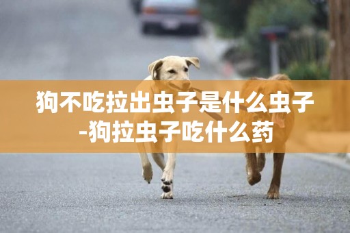 狗不吃拉出蟲子是什么蟲子-狗拉蟲子吃什么藥