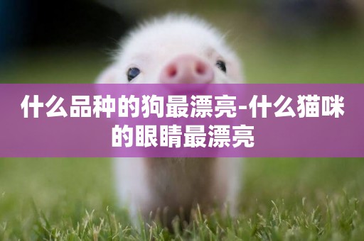 什么品種的狗最漂亮-什么貓咪的眼睛最漂亮