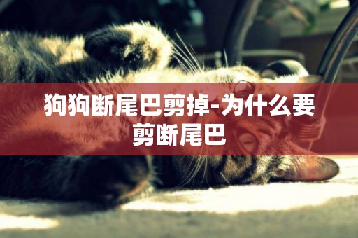狗狗斷尾巴剪掉-為什么要剪斷尾巴