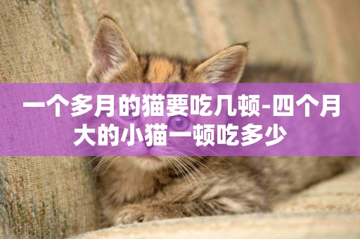 一個多月的貓要吃幾頓-四個月大的小貓一頓吃多少