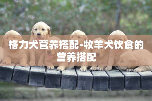 格力犬營養搭配-牧羊犬飲食的營養搭配