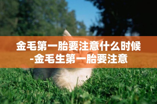 金毛第一胎要注意什么時候-金毛生第一胎要注意
