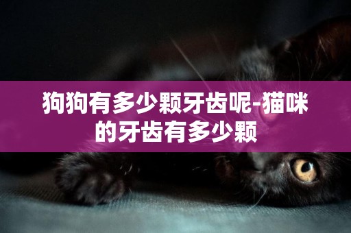 狗狗有多少顆牙齒呢-貓咪的牙齒有多少顆