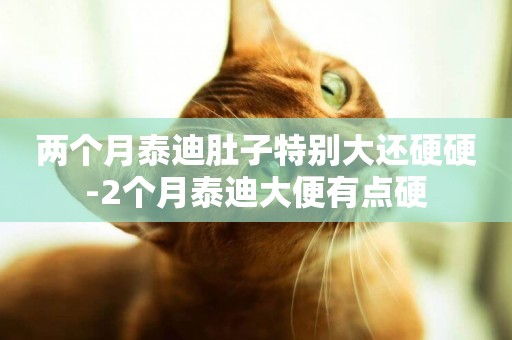 兩個月泰迪肚子特別大還硬硬-2個月泰迪大便有點硬