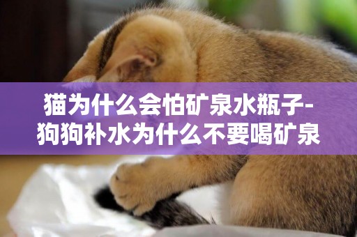 貓為什么會怕礦泉水瓶子-狗狗補水為什么不要喝礦泉水