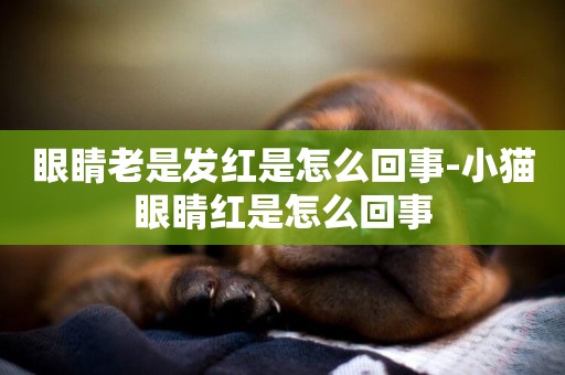 眼睛老是發紅是怎么回事-小貓眼睛紅是怎么回事
