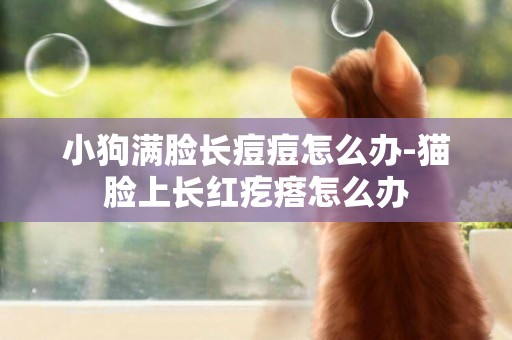 小狗滿臉長痘痘怎么辦-貓臉上長紅疙瘩怎么辦