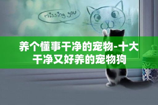 養個懂事干凈的寵物-十大干凈又好養的寵物狗