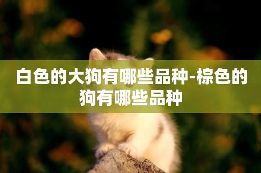 白色的大狗有哪些品種-棕色的狗有哪些品種
