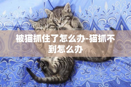 被貓抓住了怎么辦-貓抓不到怎么辦