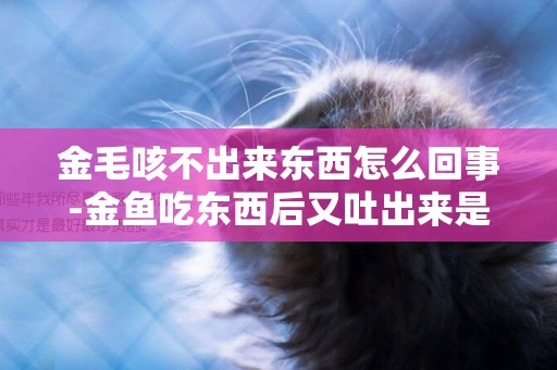 金毛咳不出來東西怎么回事-金魚吃東西后又吐出來是怎么回事