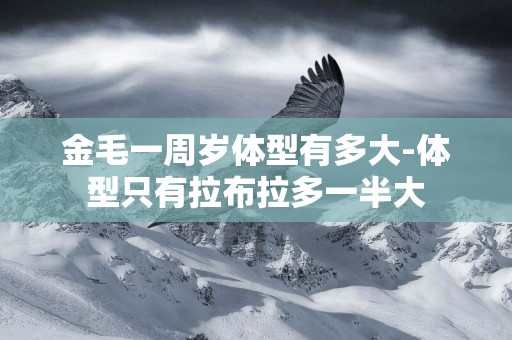 金毛一周歲體型有多大-體型只有拉布拉多一半大