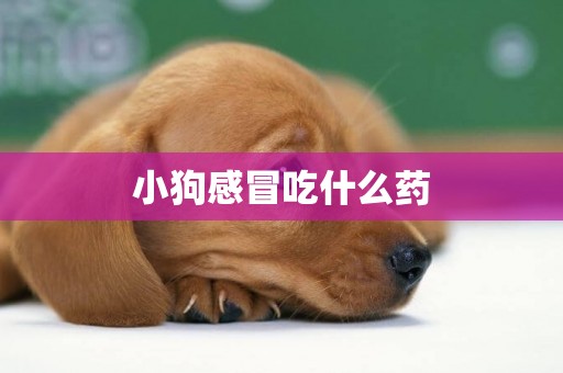 小狗感冒吃什么藥