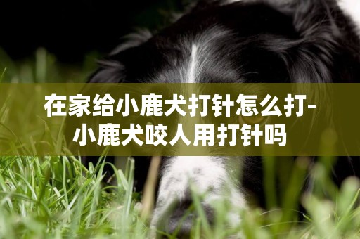 在家給小鹿犬打針怎么打-小鹿犬咬人用打針嗎
