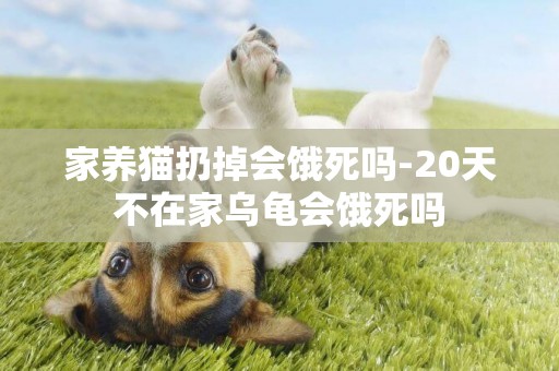 家養貓扔掉會餓死嗎-20天不在家烏龜會餓死嗎