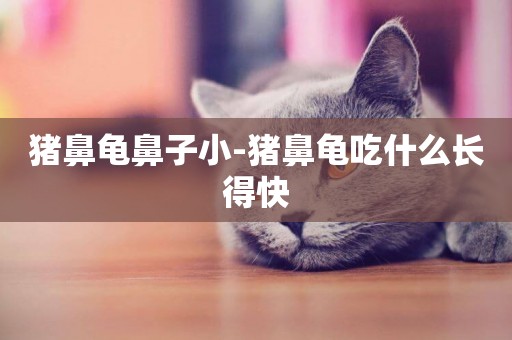 豬鼻龜鼻子小-豬鼻龜吃什么長得快