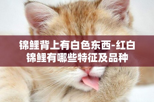 錦鯉背上有白色東西-紅白錦鯉有哪些特征及品種