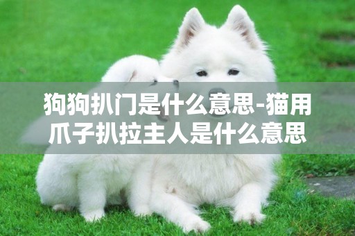 狗狗扒門是什么意思-貓用爪子扒拉主人是什么意思