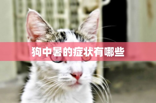 狗中暑的癥狀有哪些