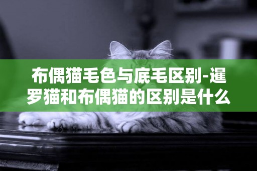 布偶貓毛色與底毛區別-暹羅貓和布偶貓的區別是什么