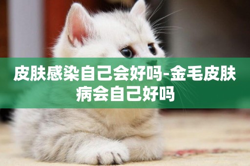 皮膚感染自己會好嗎-金毛皮膚病會自己好嗎